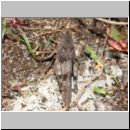 Oedipoda caerulescens - Blauflueglige Oedlandschrecke 02 Teverener Heide.jpg